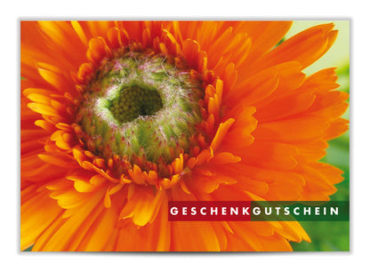 Geschenkgutschein Riesenblüte